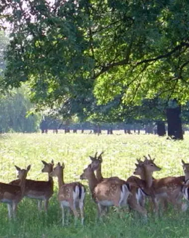herds of deer